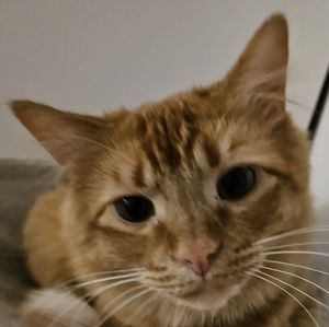 Meet your Posher, Travis